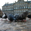 Amsterdam, The Netherlands. December 2006.
Photo by Martin van den Berg. Pigeons in the Dam